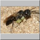 Diodontus tristis - Grabwespe w02b 5-6mm mit Blattlaus - OS-Wallenhorst-Sandgrube-det.jpg